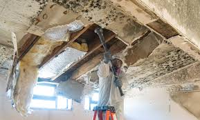 Mold Documentation for Insurance Claims in North Pearsall, TX